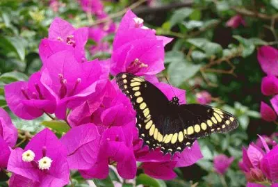 mussaenda