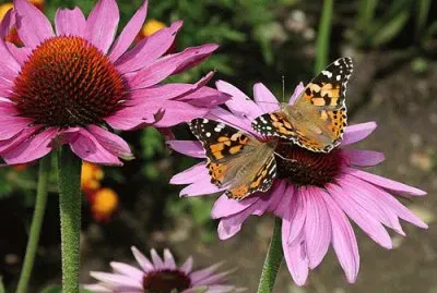 fleurs et papillons