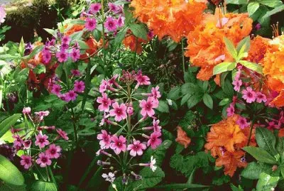 פאזל של Blossoms in Ketchikan  Alaska