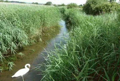Radipole lake reed beds