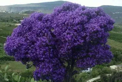 - magnifico,(o) jigsaw puzzle