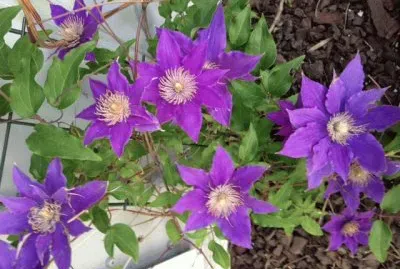 פאזל של Purple Flowers
