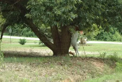 goat in a tree jigsaw puzzle