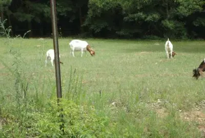 Goats in the field