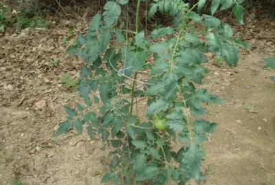Tomato plant