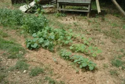 potatoes, squash, okra and cucumbers