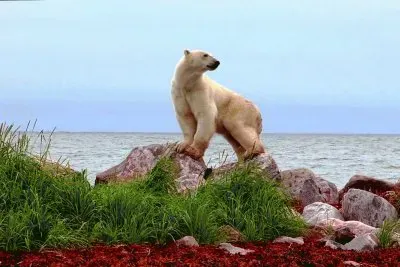 polar bear-57