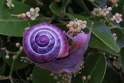 Violet Snail  Australia jigsaw puzzle