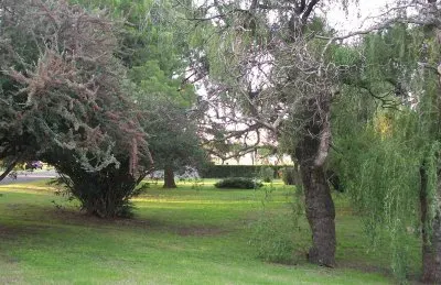 פאזל של hermoso verde