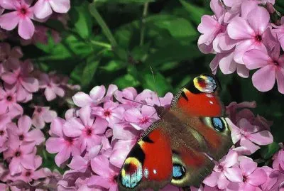 . jigsaw puzzle