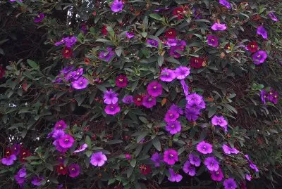 tibouchina