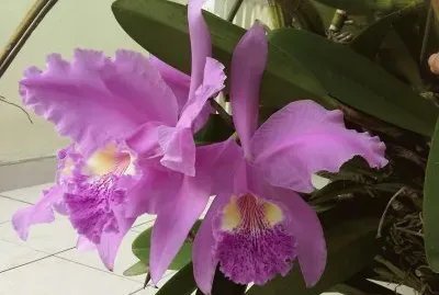 Orquideas del jardin jigsaw puzzle