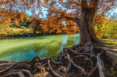 Arbol y Raizes.