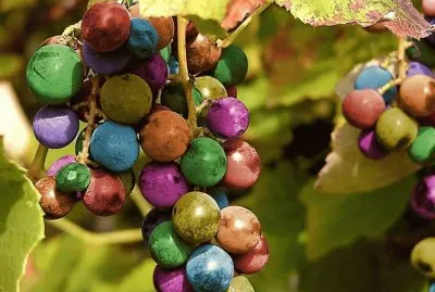 uvas