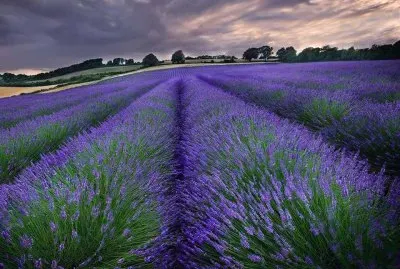 lavande jigsaw puzzle