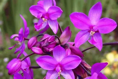 fleurs: Spathoglottis plicata OrchidÃ©e jigsaw puzzle