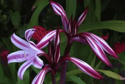 fleurs: lys jigsaw puzzle