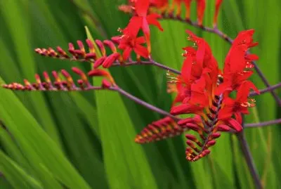 fleurs: crocosmia jigsaw puzzle