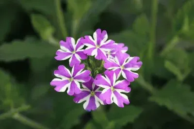 verveine jigsaw puzzle