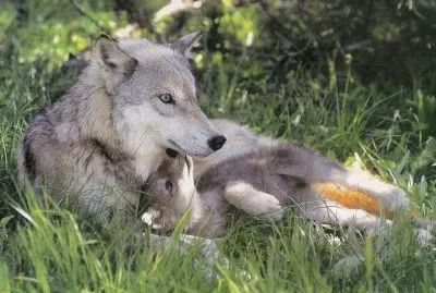 loup
