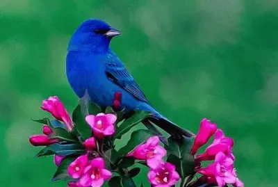 Indigo Bluebird