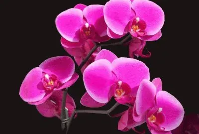 fleurs: orchidÃ©e jigsaw puzzle