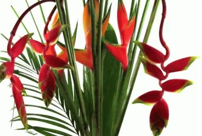 fleurs: hÃ©liconia et rostrata jigsaw puzzle