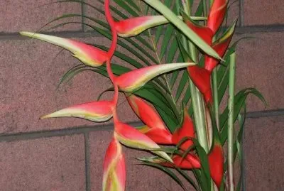 fleurs:Heliconia jigsaw puzzle