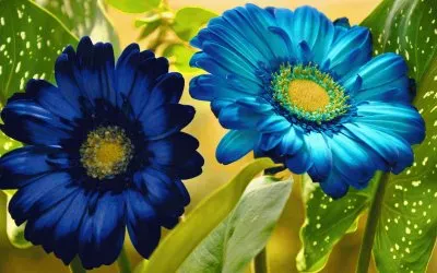 fleurs: gerberas jigsaw puzzle