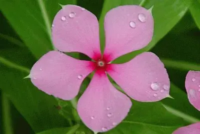 vinca