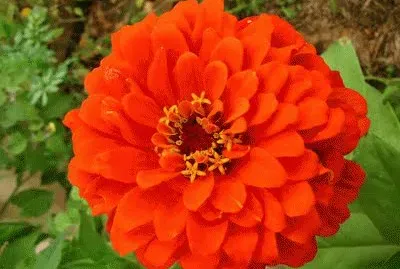 zinnia