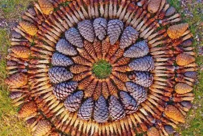 Danmala  Ponderosa pine cones  Sedona  Arizona