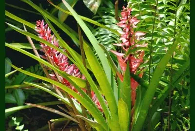 פאזל של para jardim