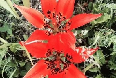 tiger lillies jigsaw puzzle