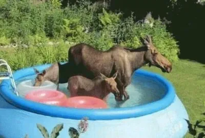 Moose in the Garden to cool off  Anchorage