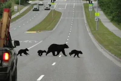 Black Bears crossing the street   Anchorage