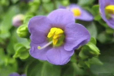 exacum jigsaw puzzle