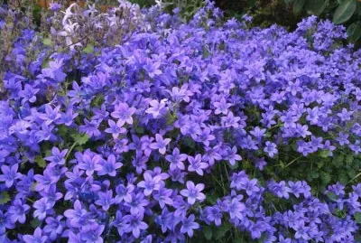 campanules