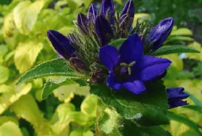 campanule