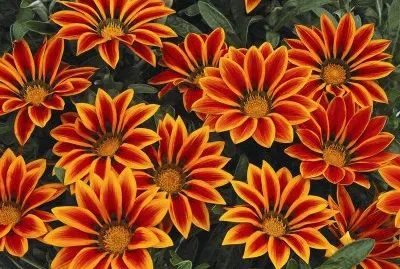 gazania jigsaw puzzle