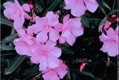 fleurs: laurier rose
