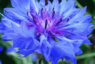 fleurs