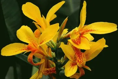 fleurs: canna