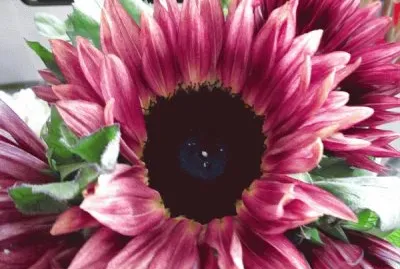 fleurs: tournesol