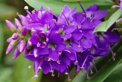 fleurs: Hebe-speciosa