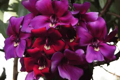 fleurs: Meriania-nobilis