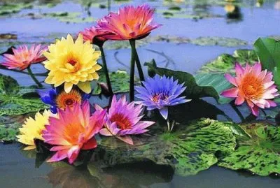 fleurs: nÃ©nuphars