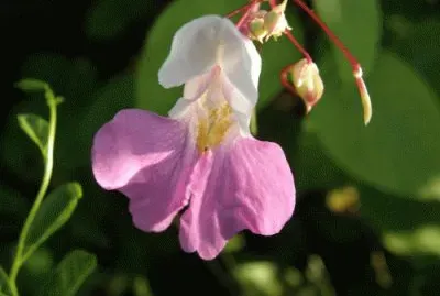 balsamine