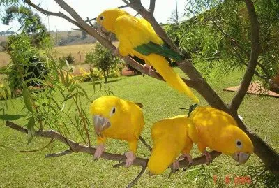 Periquitos jigsaw puzzle