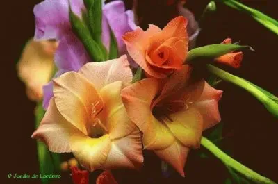 - joia,(1) jigsaw puzzle